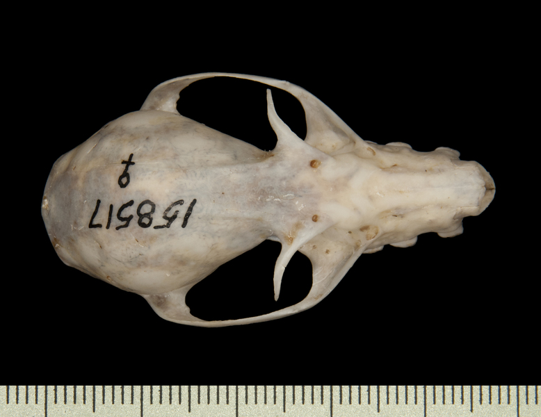 Craniata