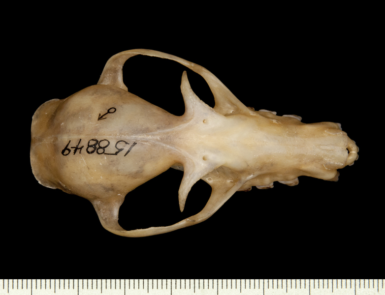 dorsal6523