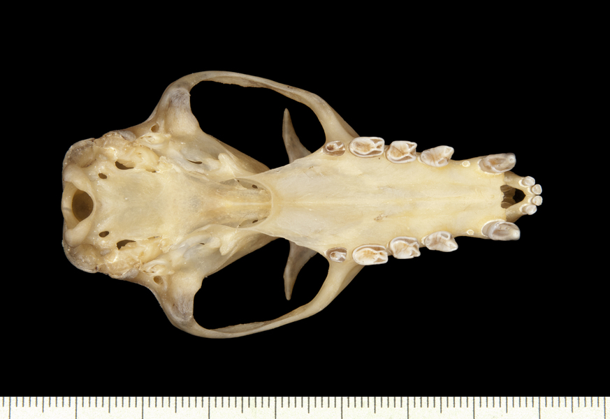 ventral6528