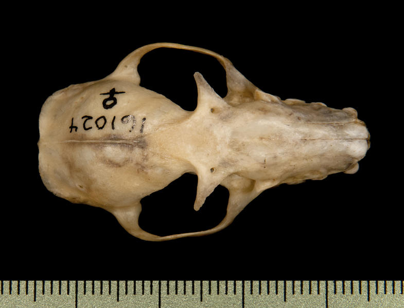 dorsal6494