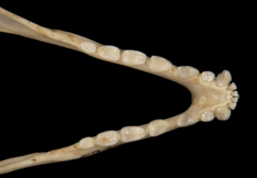 Euteleostomi