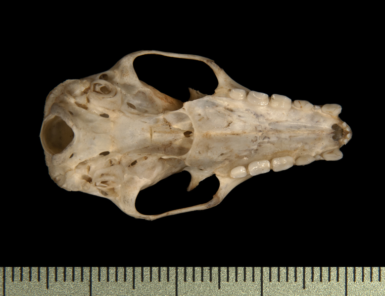 Craniata