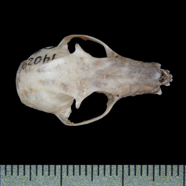 dorsal5411