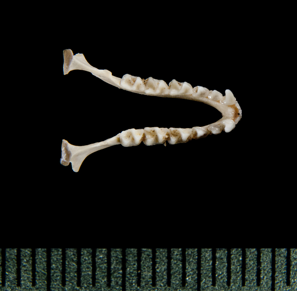 Rhinolophus arcuatus