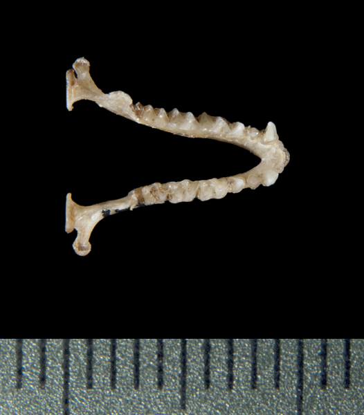 Vertebrata