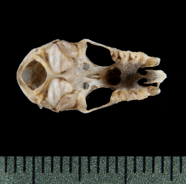 ventral5311