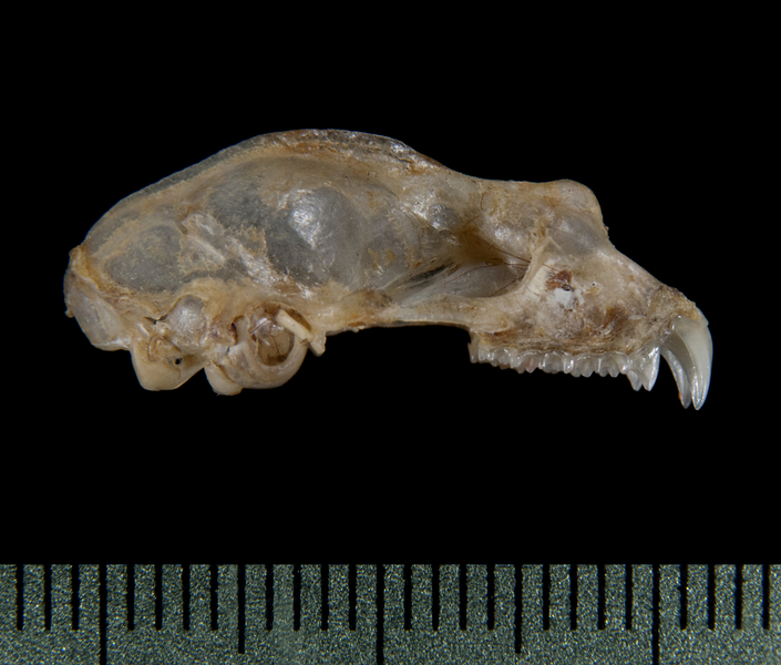 Craniata