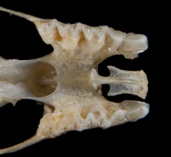 Craniata