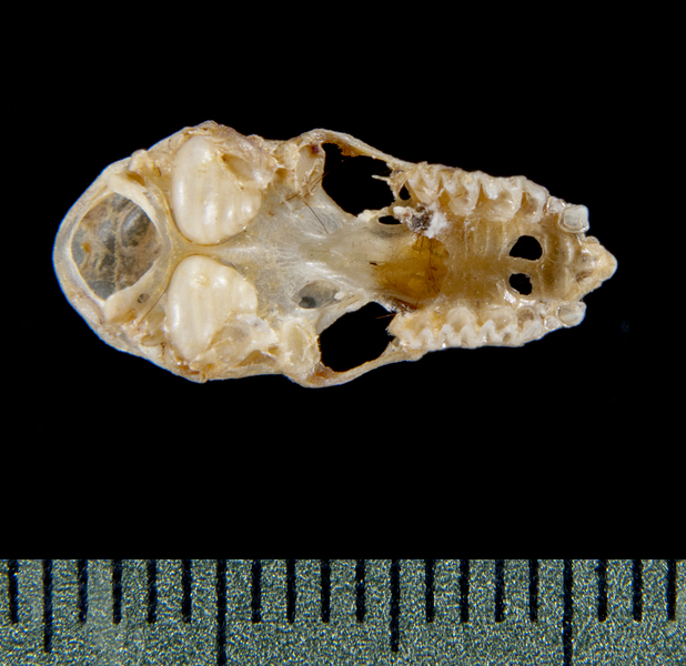 ventral5334