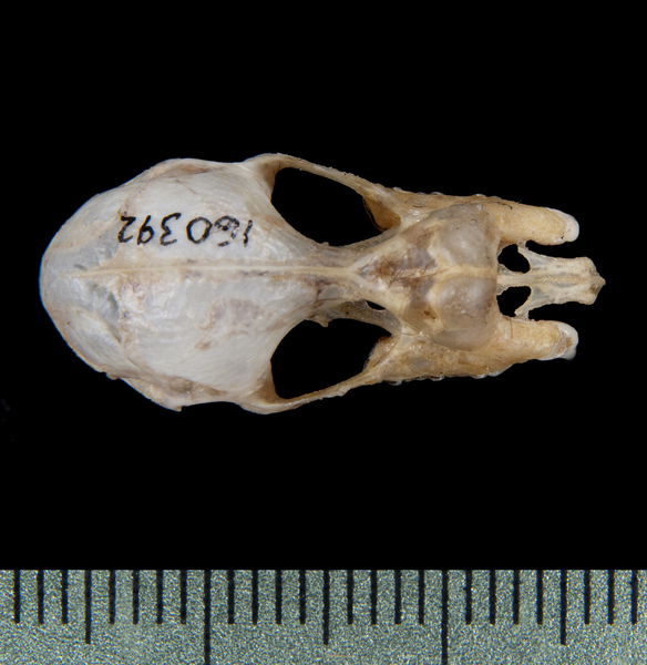 Craniata