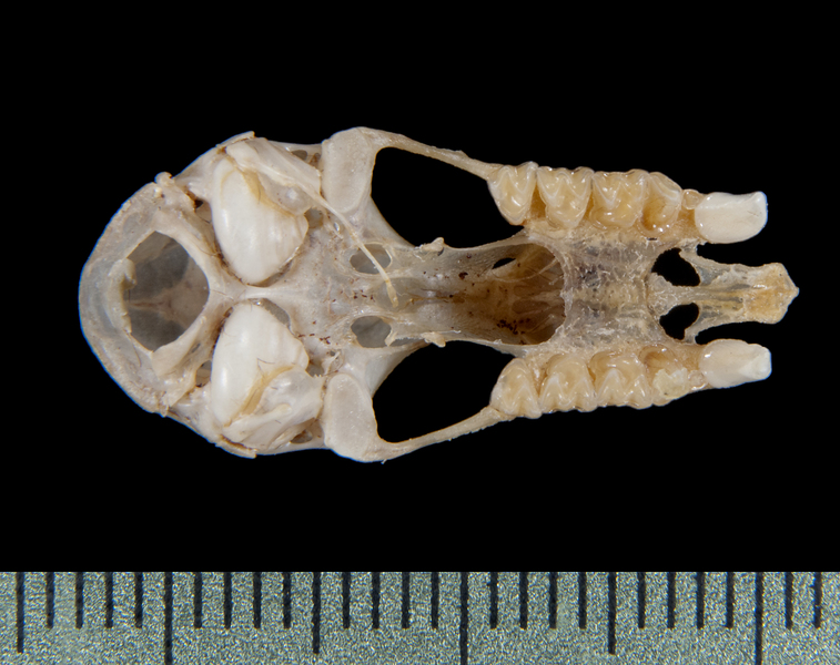 ventral5319