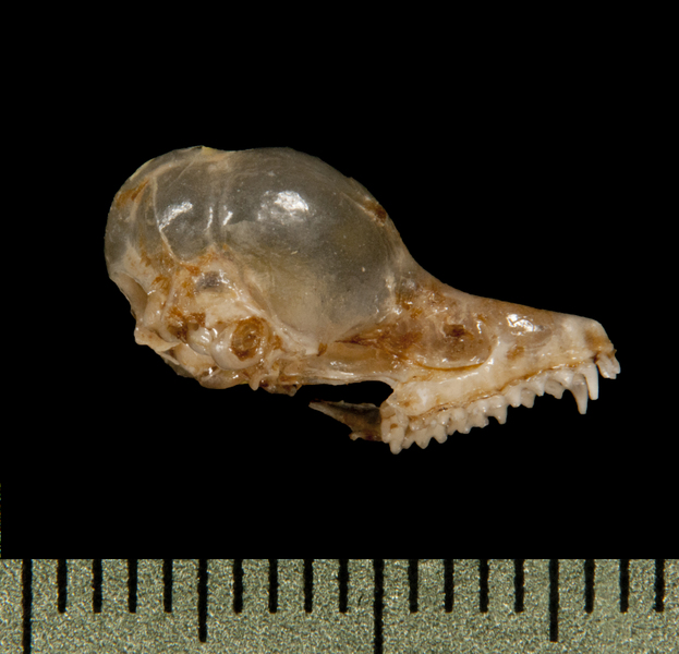 Deuterostomia