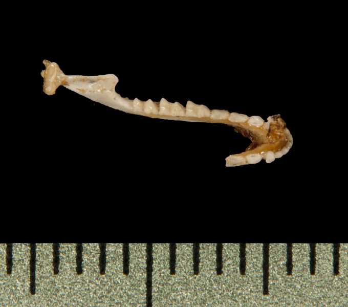 Vertebrata