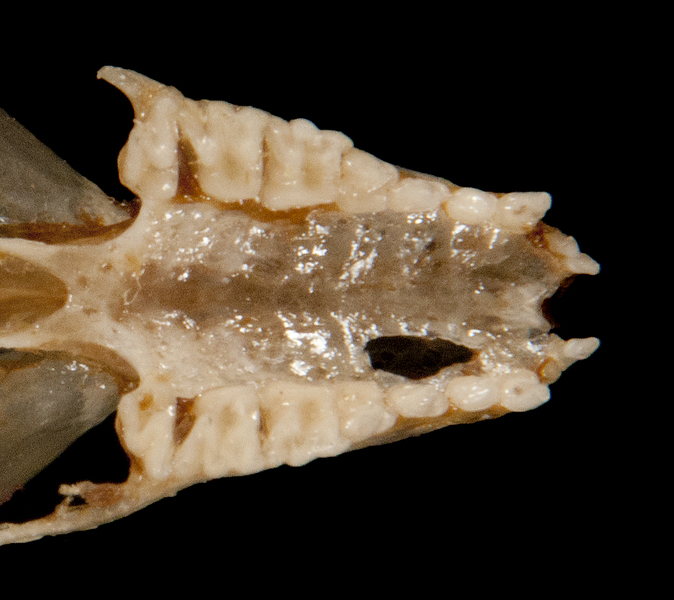 Eumetazoa