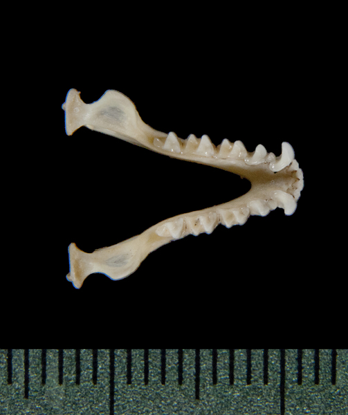 Vertebrata