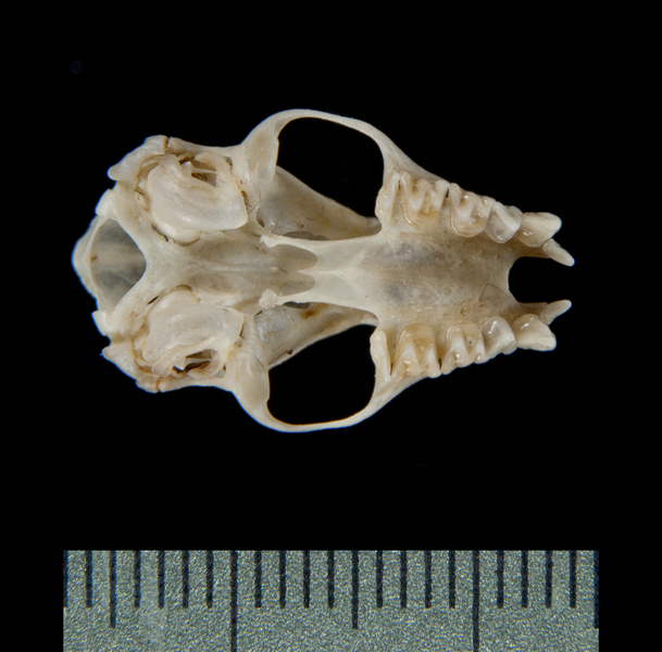 ventral5360