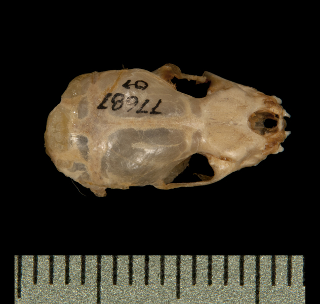 Craniata