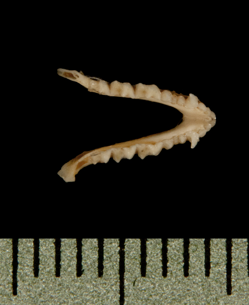 lower_dorsal5956