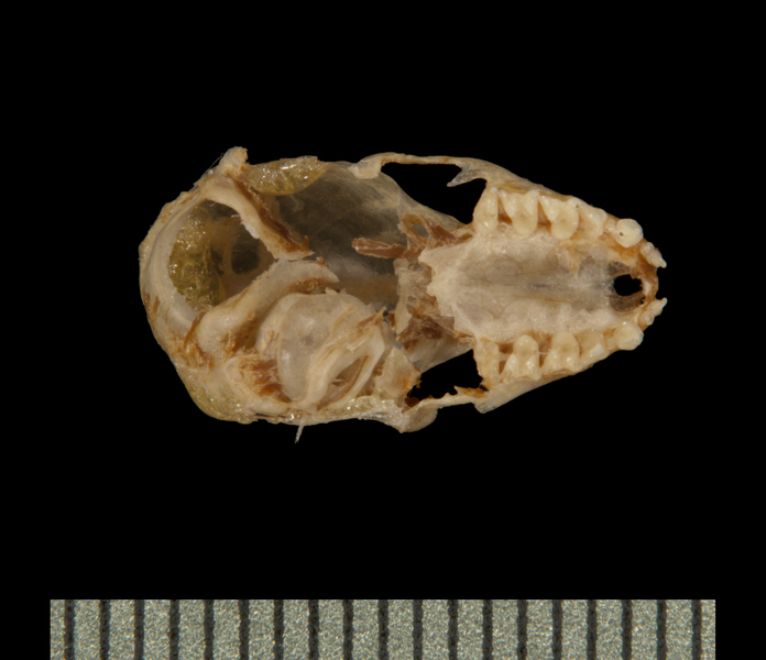 Craniata