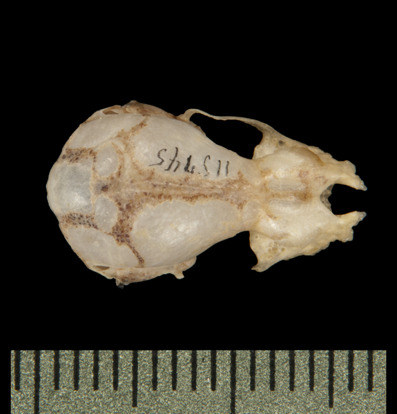 Craniata