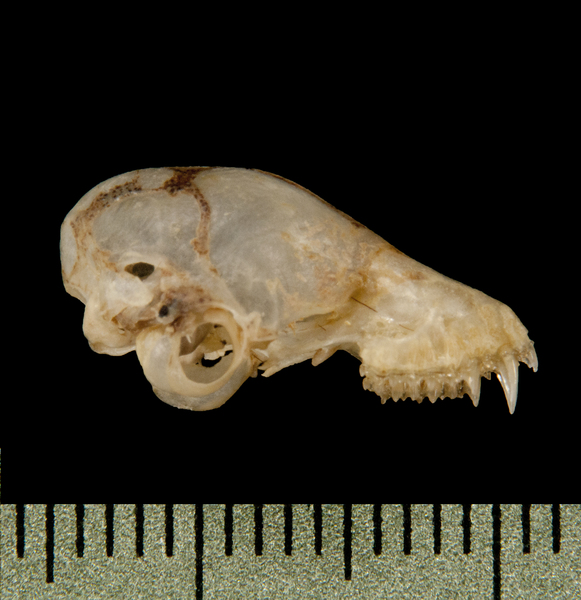 Craniata