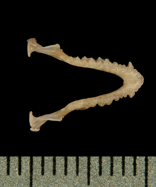 lower_dorsal5973