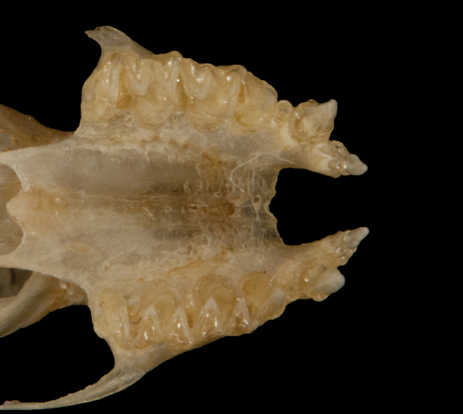 Eumetazoa