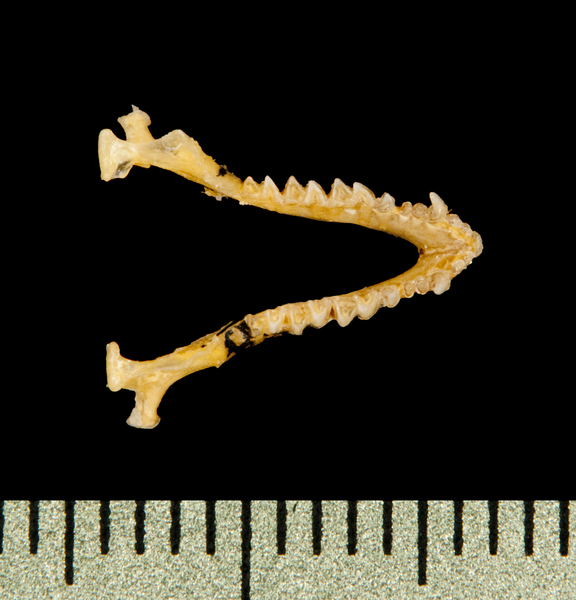 lower_dorsal5829