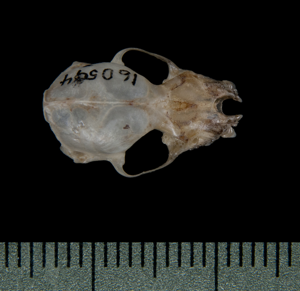 dorsal5418