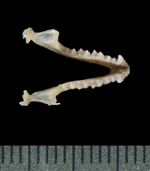 Euteleostomi