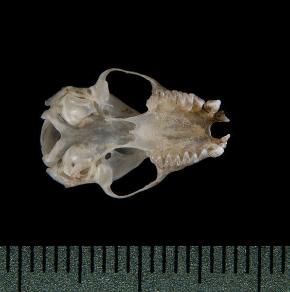 Craniata