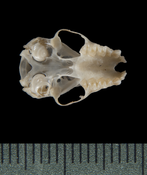 ventral5392