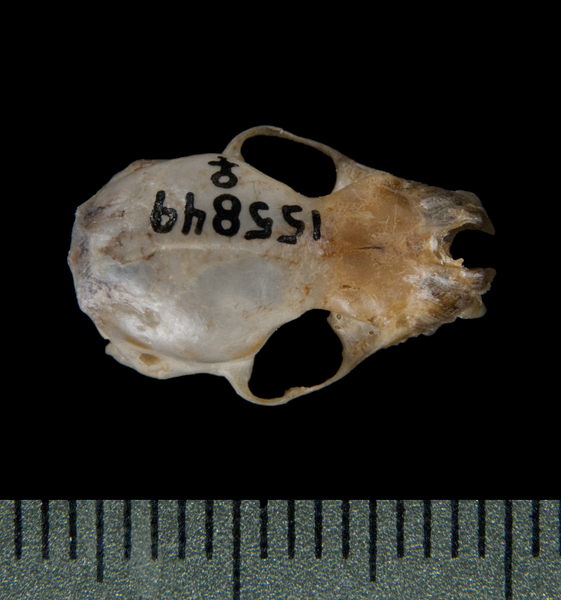 dorsal5397