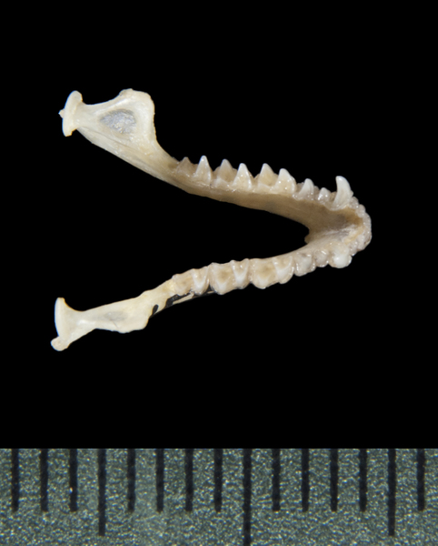 lower_dorsal5401