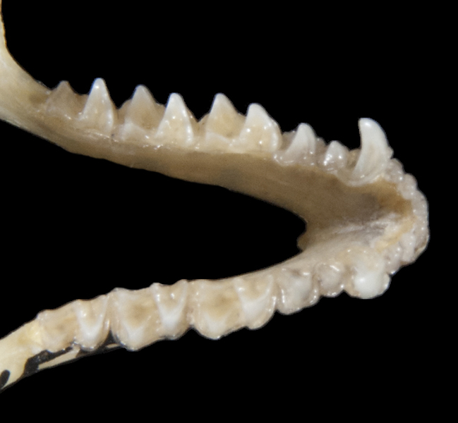 Vertebrata