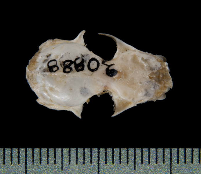 dorsal5403