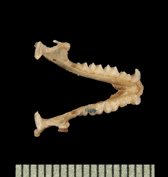 lower_dorsal6034