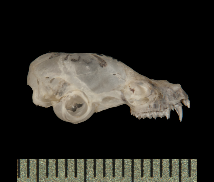 Craniata