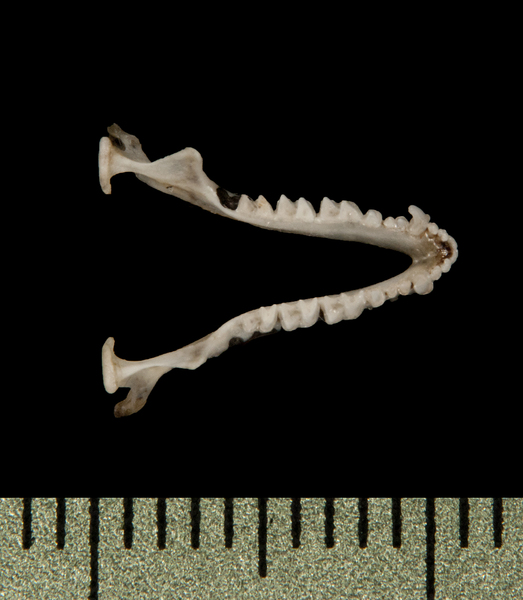 lower_dorsal6042