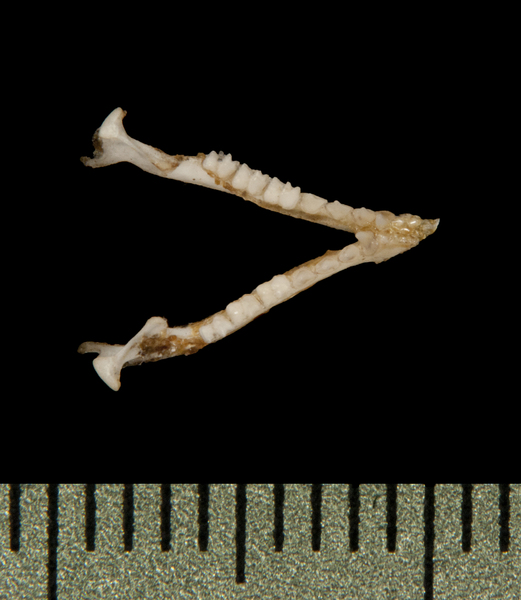 Vertebrata