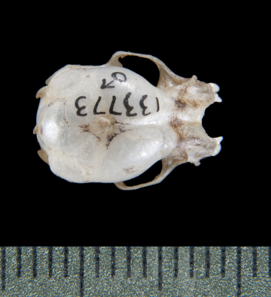 Euteleostomi