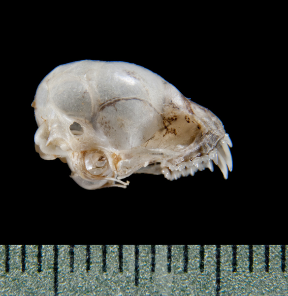 Deuterostomia