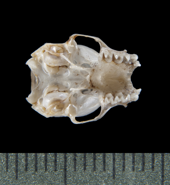 ventral5471