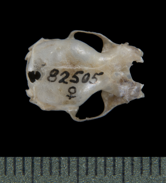 dorsal5460