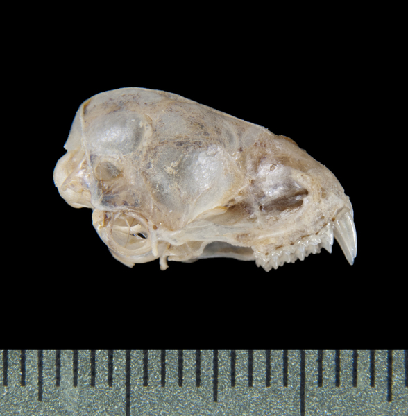 Craniata