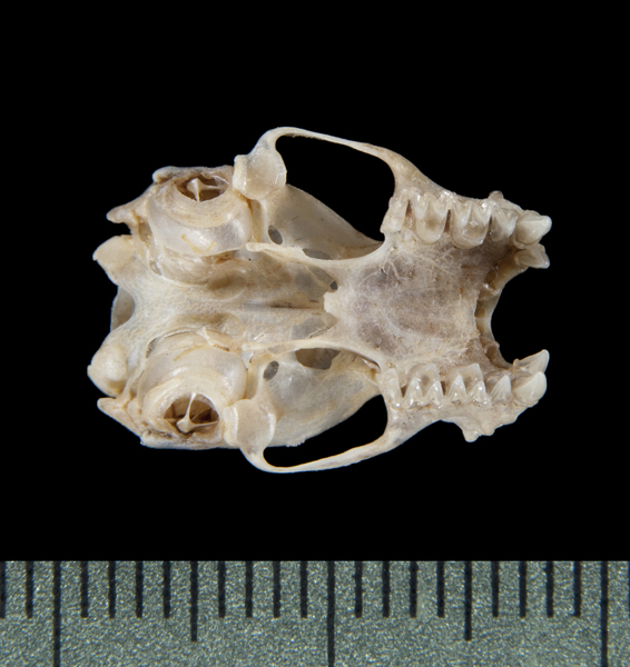 Craniata