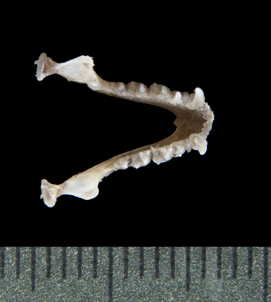 Deuterostomia