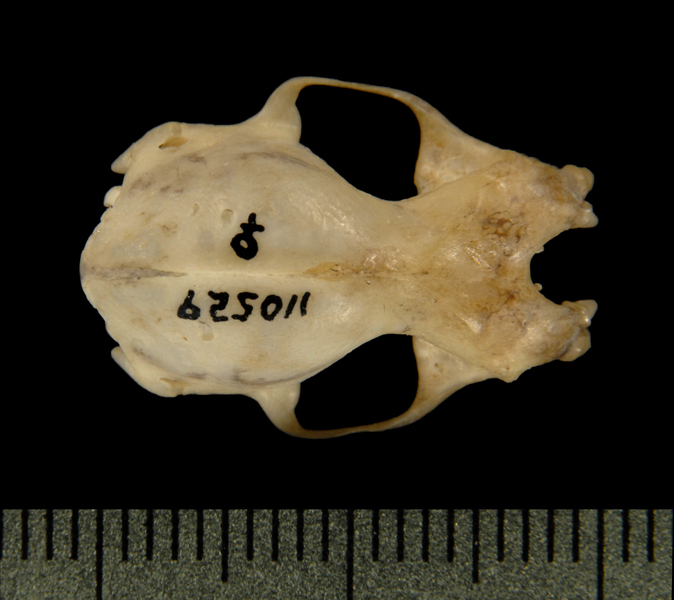 Craniata