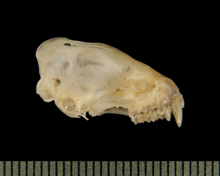 Craniata