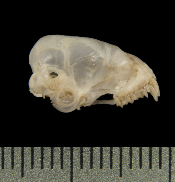 Craniata